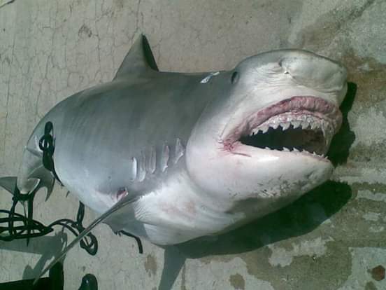 Corpo humano esmiuçado é retirado de barriga de tubarão em praia do Rio de Janeiro 