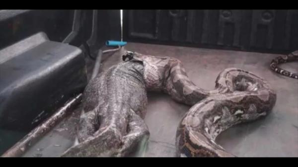 Píton que engoliu lagarto gigante de 15kg sofreu um mal estar e vomitou enquanto viajava de picape