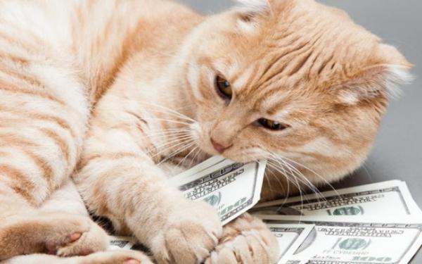 Gatos ficam ricos após a morte da sua dona