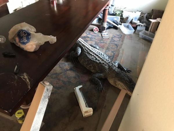 Crocodilo toca o terror em uma creche na China ao escapar de apartamento