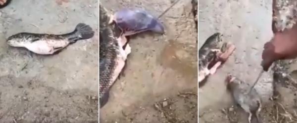 Jequieenses retiram rato de esgoto da barriga de um peixe no Rio das Contas