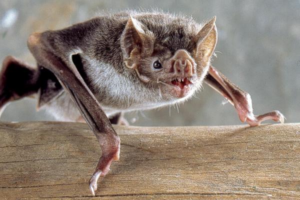 Mordida de Morcego quase levou adolescente em Jequié à loucura