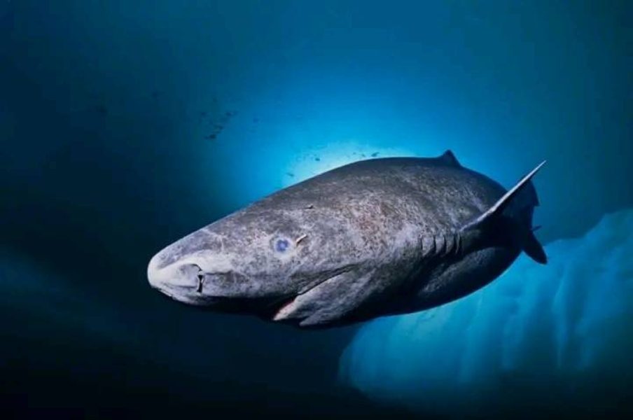Tubarão da Groelândia recém-descoberto tem 392 anos
