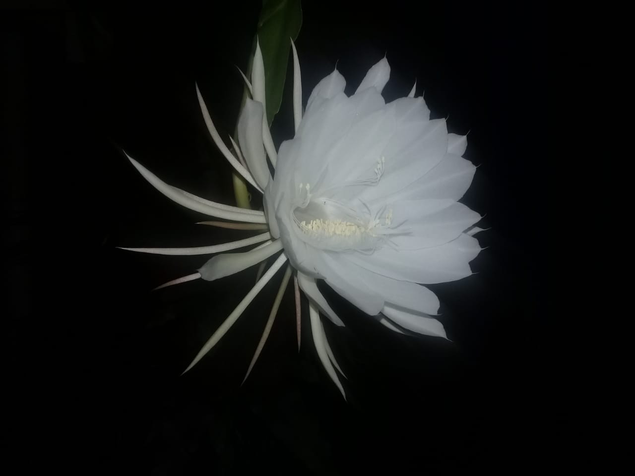 A Dama da Noite, a flor que só abre uma vez por ano