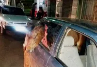 Bêbado, levou cavalo para dá Rolê de carro e acabou preso