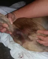 Cachorro é estuprado, não resiste e morre no interior baiano