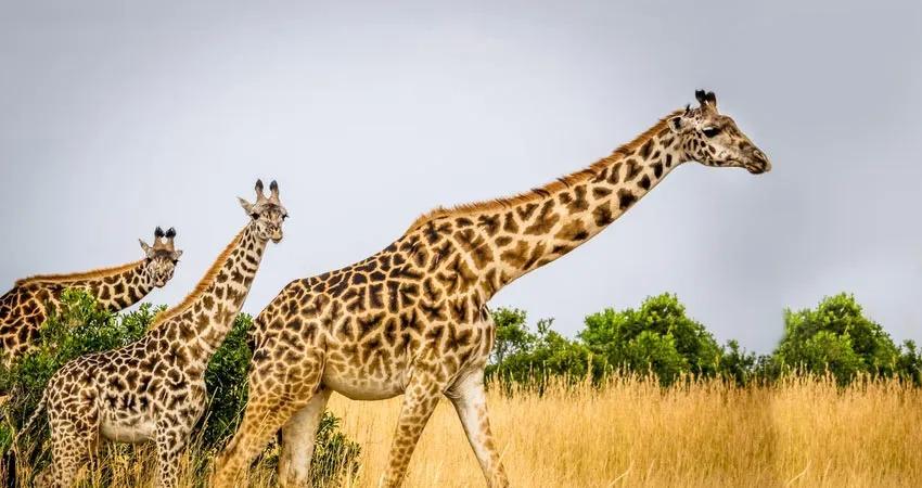 Por que os israelitas não comiam girafas no deserto?